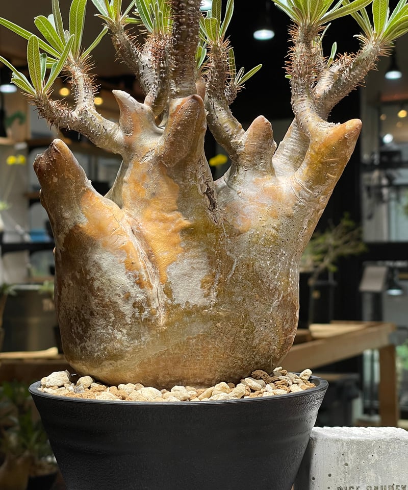 ち*♥様 37.パキポディウム グラキリス(発根しました) パキポディウム グラキリス Pachypodium gracilius 発根済 (gk-26