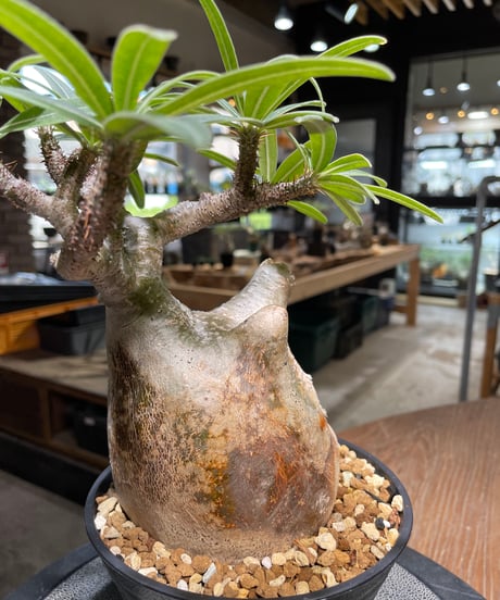 パキポディウム グラキリス　Pachypodium gracilius 　発根済　(gk-493）