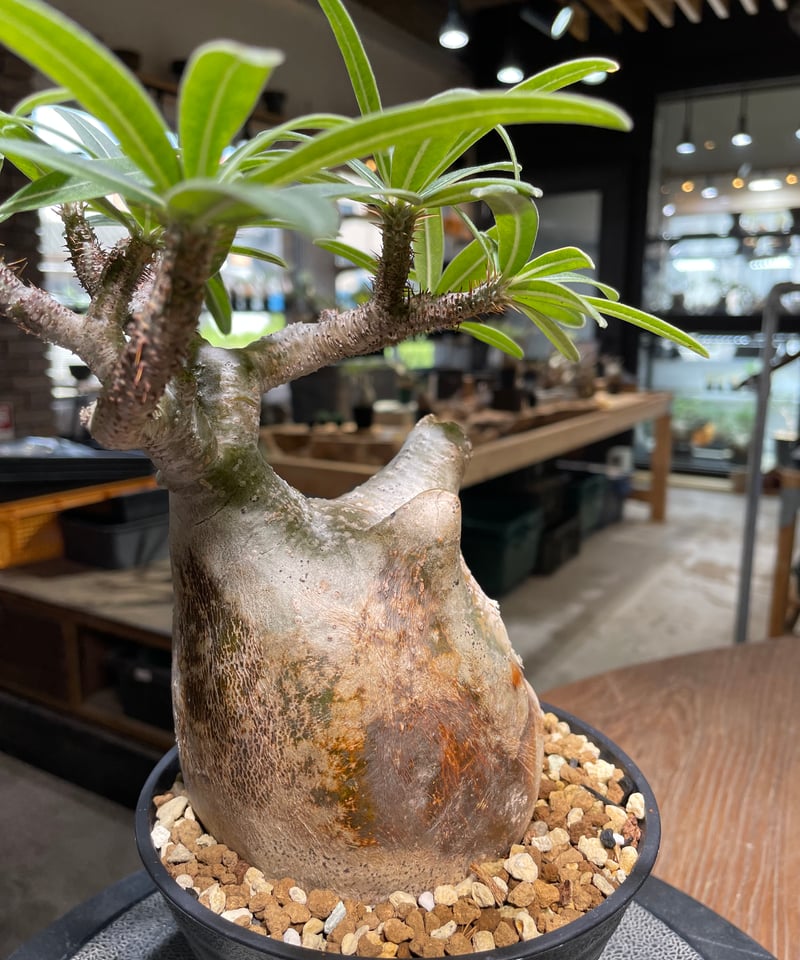 Pachypodium gracilius グラキリス まん丸良型 【発根済み】 Online shop掲載のお知らせ🎈 グラキリス掲載 第3弾！！ Pachypodium