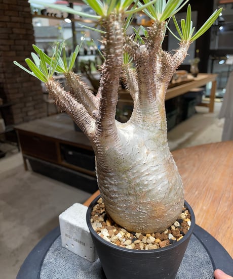 パキポディウム グラキリス　Pachypodium gracilius 　発根済　(gk-452）
