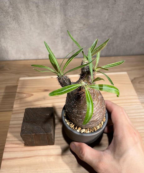 パキポディウム グラキリス　Pachypodium gracilius 　発根済　(商品番号gk-82valiem)  VALIEM 　(VALIEMタグ付き)