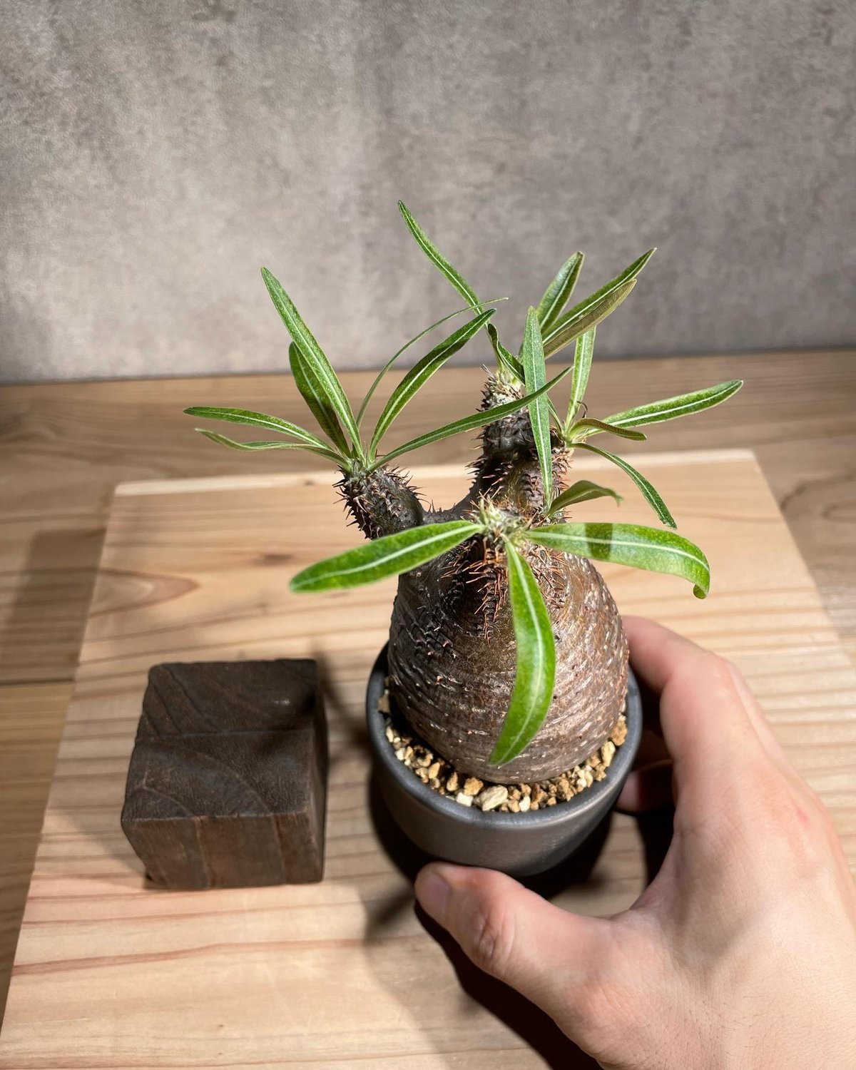 パキポディウム グラキリス Pachypodium gracilius 発根済 (商品番号g