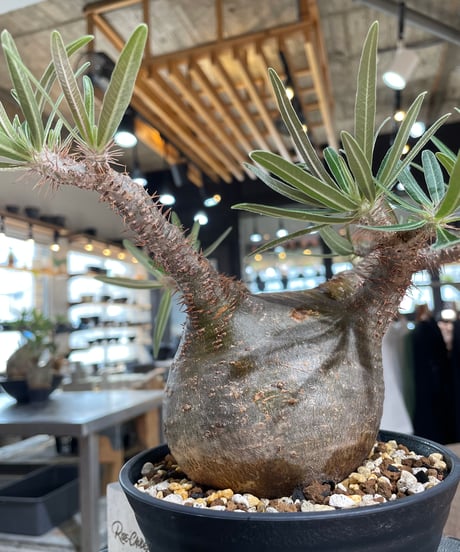 パキポディウム グラキリス　Pachypodium gracilius 　発根済　(gk-556)