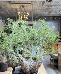 オペルクリカリア パキプス 実生5年株 発根済 (商品番号PP-76valiem