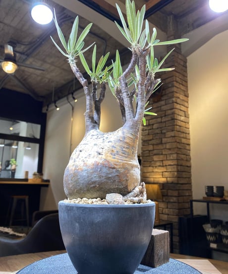 パキポディウム グラキリス　Pachypodium gracilius 　発根済　(商品番号gk-159)