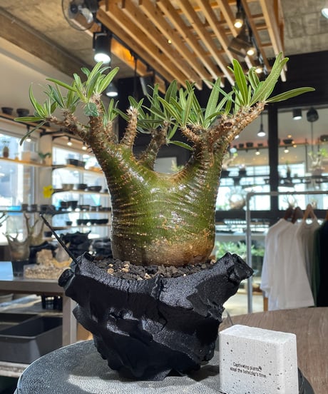 パキポディウム グラキリス　Pachypodium gracilius 　発根済　(gk-546)（鉢：RAVOR　M）