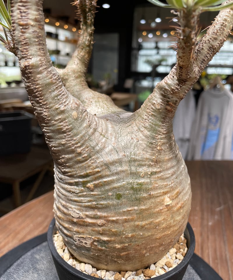 パキポディウム グラキリス Pachypodium gracilius ⑥ パキポディウム グラキリス 実生／Pachypodium gracilius no.