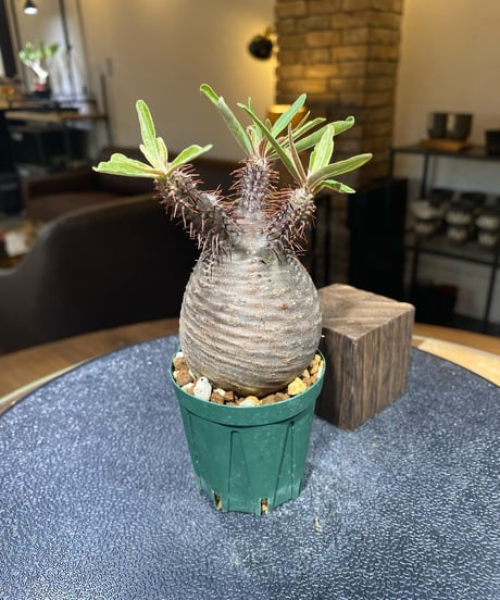 パキポディウム グラキリス　Pachypodium gracilius 　発根済　(商品番号gk-193)