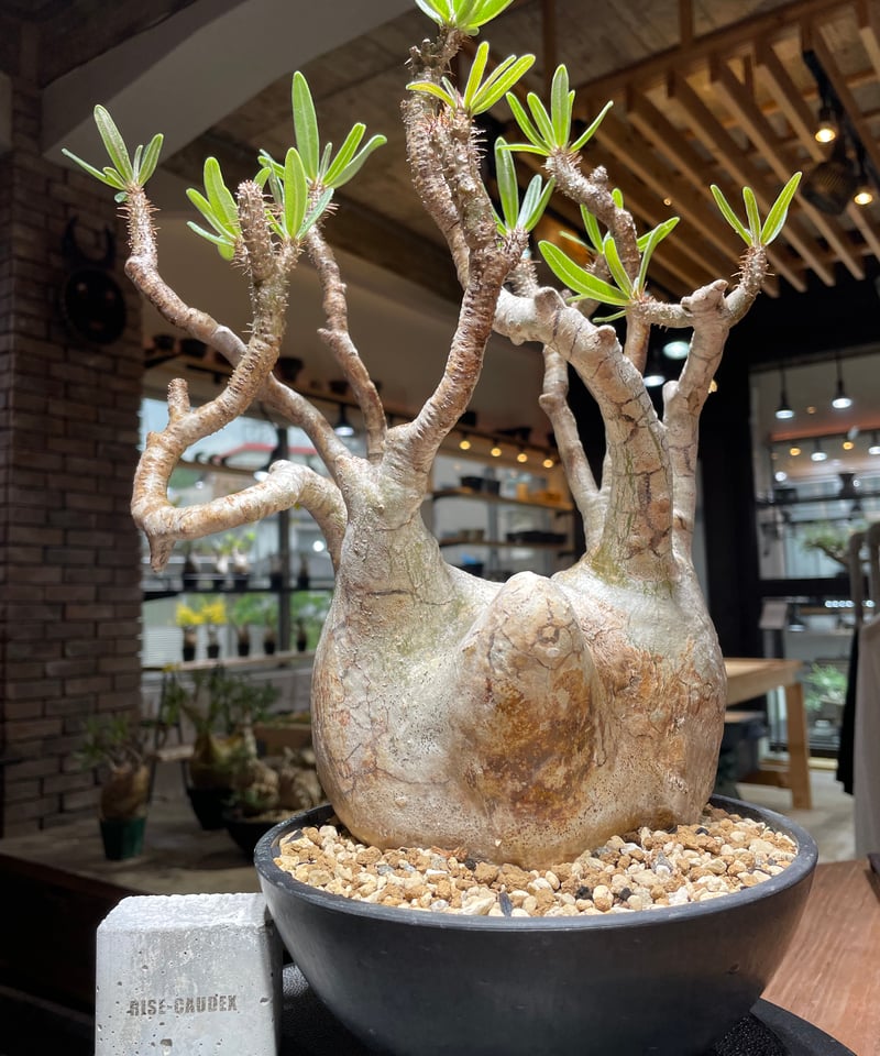 パキポディウム グラキリス Pachypodium gracilius 発根済 (gk-47
