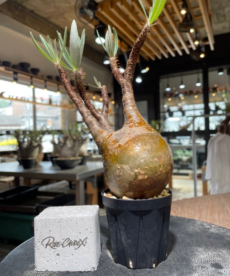 パキポディウム グラキリス　Pachypodium gracilius 　発根済　(gk-557)