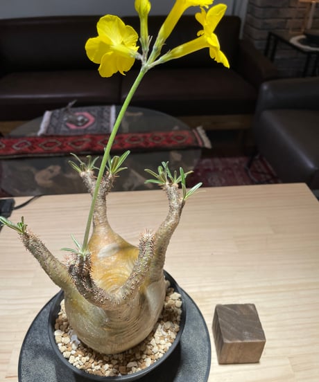 パキポディム グラキリス　Pachypodium gracilius 　発根済　(gk-207)
