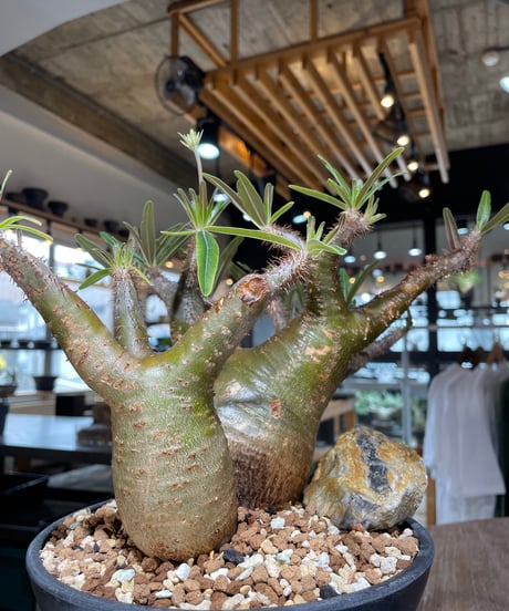 パキポディウム グラキリス　2頭　Pachypodium gracilius 　発根済　(gk-550)