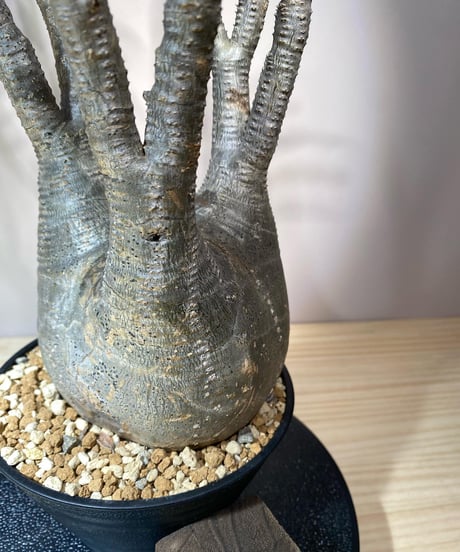 パキポディウム グラキリス　Pachypodium gracilius 　発根済　(商品番号gk-106)