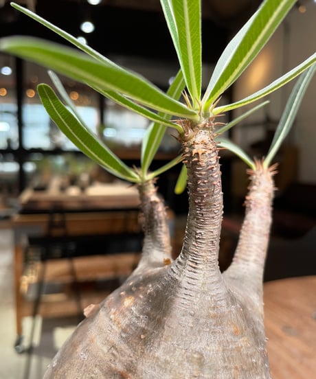 パキポディウム グラキリス　Pachypodium gracilius 　発根済　(gk-386)
