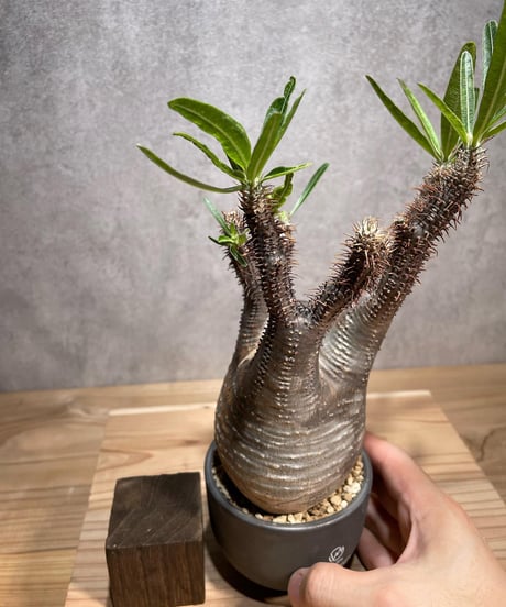 パキポディウム グラキリス　Pachypodium gracilius 　発根済　(商品番号gk-72valiem)  VALIEM 　(VALIEMタグ付き)