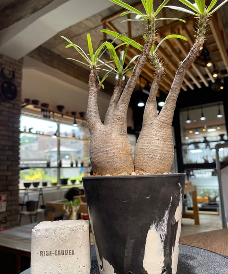 パキポディウム グラキリス　2頭　Pachypodium gracilius 　発根済　(gk-481)
