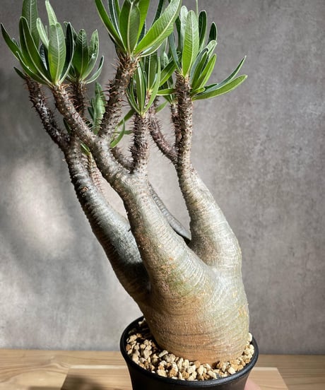 パキポディウム グラキリス　Pachypodium gracilius 　発根済　(商品番号gk-86)