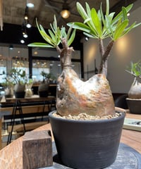 パキポディウム グラキリス　Pachypodium gracilius 　発根済　(gk-371)