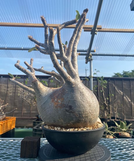 パキポディウム グラキリス　Pachypodium gracilius 　発根済　(商品番号gk-117)