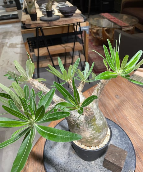 パキポディウム グラキリス　Pachypodium gracilius 　発根済　(gk-396)