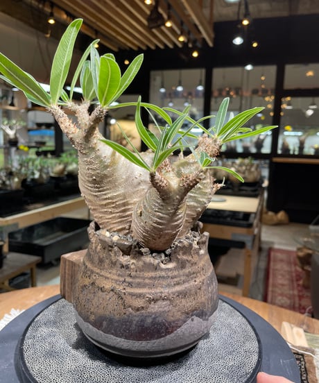 パキポディウム グラキリス　Pachypodium gracilius 　発根済　(gk-237) 鉢:姫野翔太