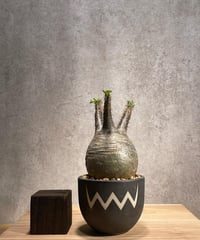 パキポディウム グラキリス　Pachypodium gracilius 　発根済　(商品番号gk-55valiem)  VALIEM 　BOWL　sizeS　(VALIEMタグ付き)