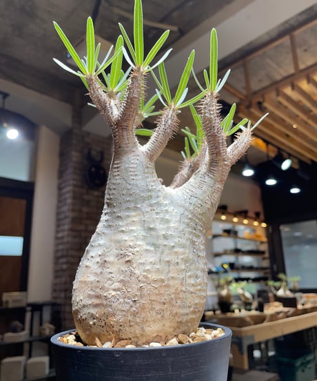 パキポディウム グラキリス　Pachypodium gracilius 　発根済　(gk-452）
