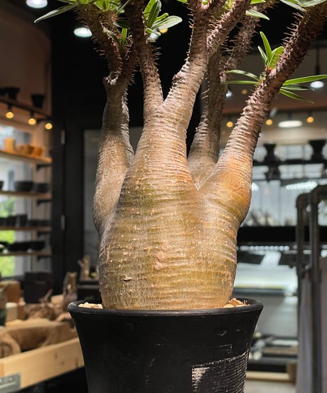 パキポディウム グラキリス　Pachypodium gracilius 　発根済　(gk-504）