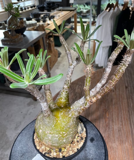パキポディウム グラキリス　Pachypodium gracilius 　発根済　(gk-552)