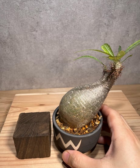 パキポディウム グラキリス　Pachypodium gracilius 　発根済　(商品番号gk-63valiem)  VALIEM 　BOWL　sizeXS　(VALIEMタグ付き)