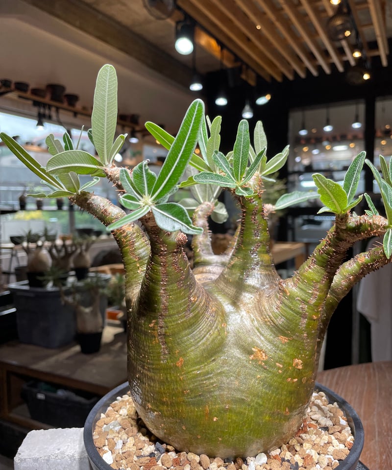 パキポディウム グラキリス Pachypodium gracilius 発根済 (gk-53