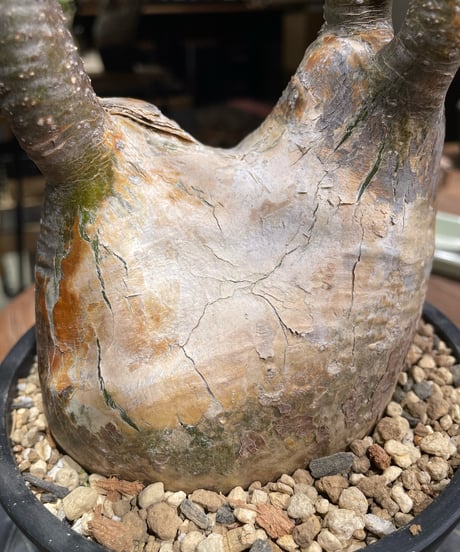 パキポディウム グラキリス　Pachypodium gracilius 　発根済　(gk-371)
