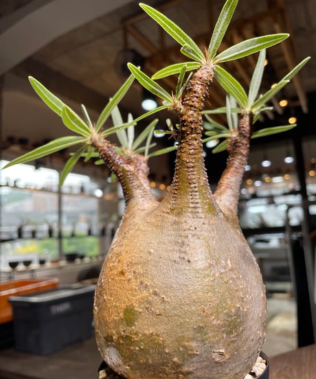 パキポディウム グラキリス　Pachypodium gracilius 　発根済　(gk-526）