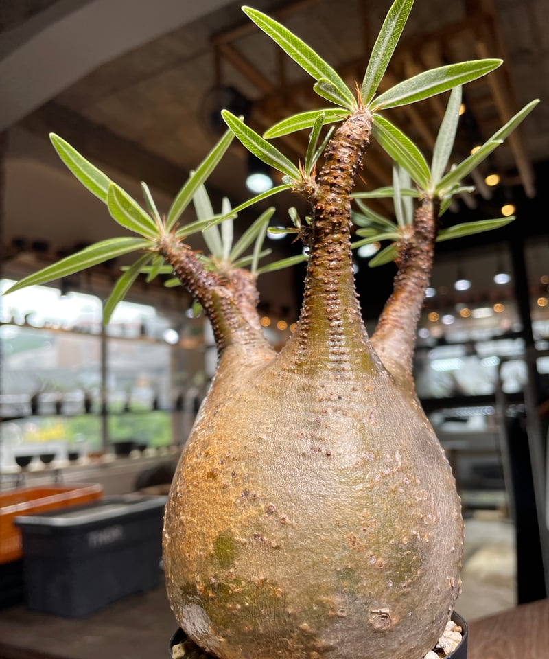 パキポディウム グラキリス Pachypodium gracilius 発根済 (gk-52