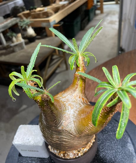 パキポディウム グラキリス　Pachypodium gracilius 　発根済　(gk-512valiem）