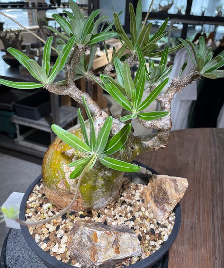 パキポディウム グラキリス　Pachypodium gracilius 　発根済　(gk-549)