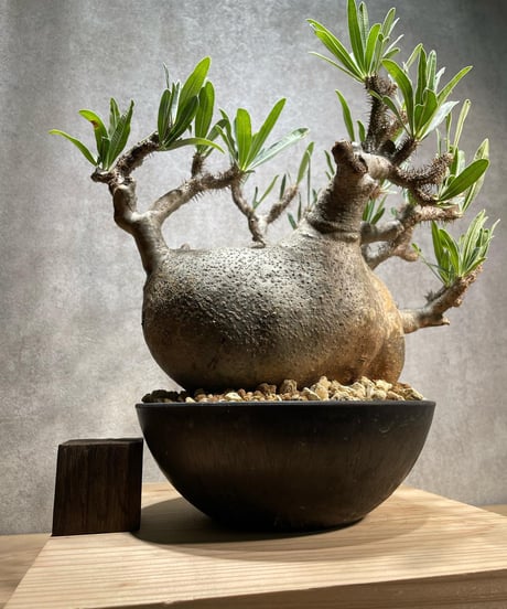 パキポディウム グラキリス　Pachypodium gracilius 　発根済　(商品番号gk-67)