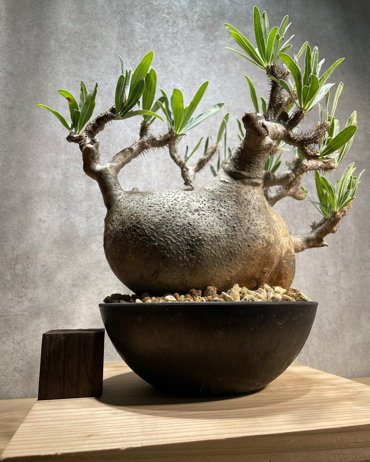 パキポディウム グラキリス Pachypodium gracilius 発根済 (商品
