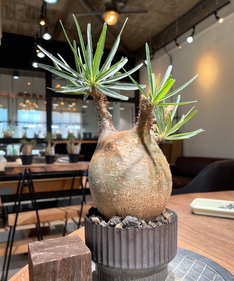 パキポディウム グラキリス Pachypodium gracilius 発根済 (gk-40
