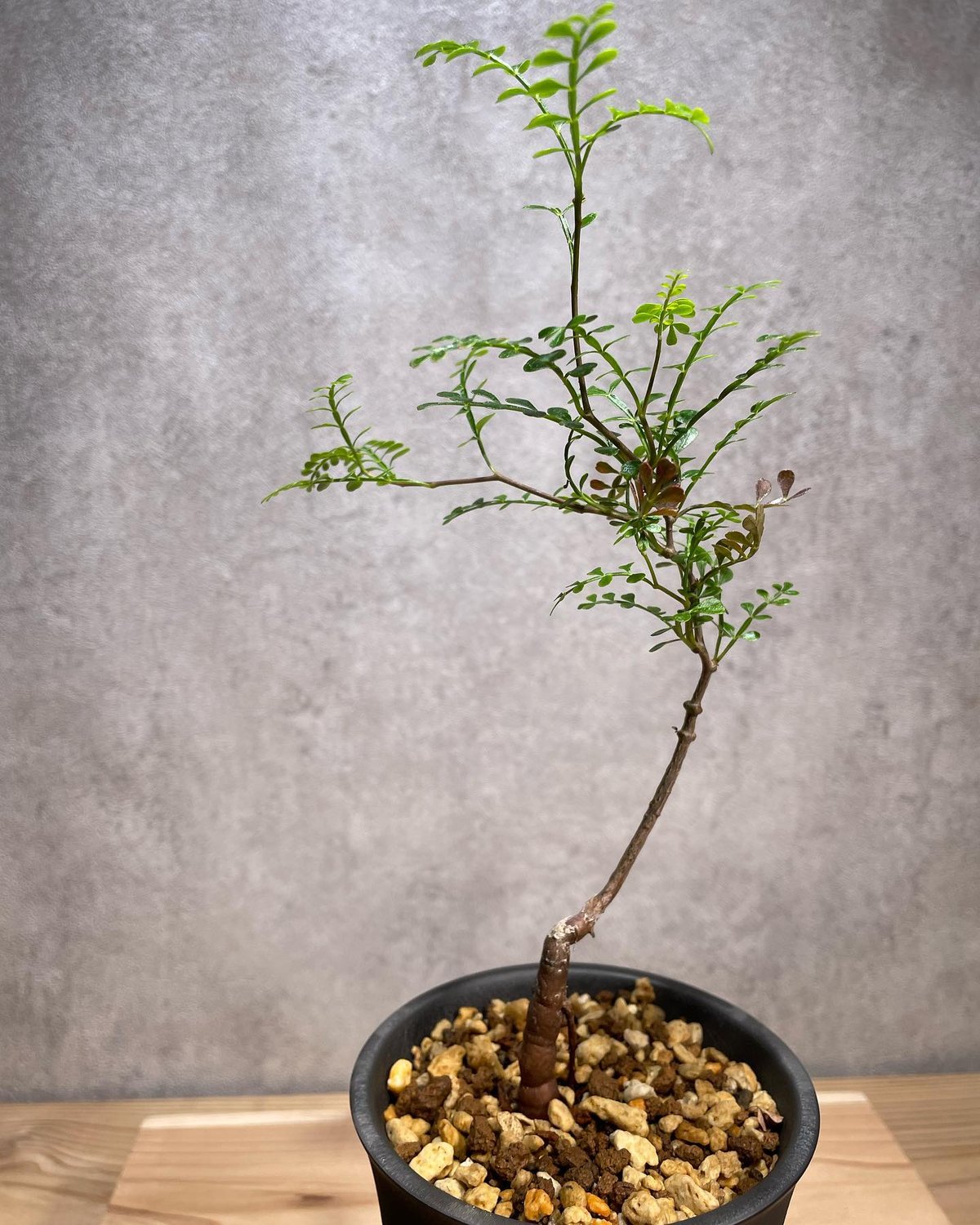 オペルクリカリア パキプス 実生2年株 - 植物/観葉植物