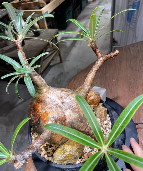 パキポディウム グラキリス　Pachypodium gracilius 　発根済　(gk-389)