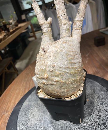 パキポディウム グラキリス　Pachypodium gracilius 　発根済　(gk-435)