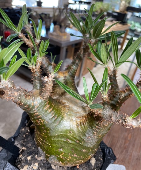 パキポディウム グラキリス　Pachypodium gracilius 　発根済　(gk-546)（鉢：RAVOR　M）