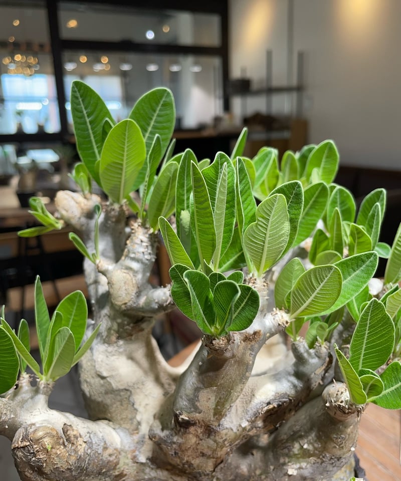 パキポディウム デンシフロラム　 幹太 美株 現地球風 コレクションに パキポディウム デンシフローラム 現地球 コレクション株