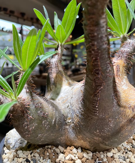 パキポディウム グラキリス　多頭　Pachypodium gracilius 　発根済　(gk-370-2)
