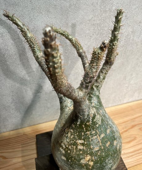 パキポディウム グラキリス　Pachypodium gracilius 　発根済(塊根幅13ｃｍ)　(商品番号gk-20)