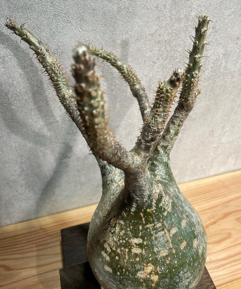 614d7460a10275118cddf86e