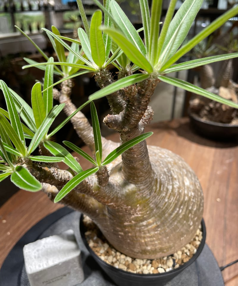 パキポディウム グラキリス Pachypodium gracilius 発根済 (gk-45