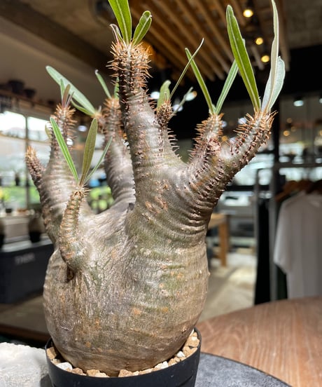 パキポディウム グラキリス　Pachypodium gracilius 　発根済　(gk-529)