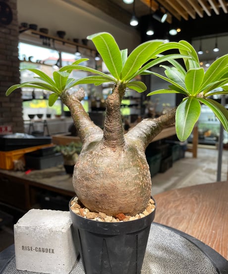 パキポディウム グラキリス　Pachypodium gracilius 　発根済　(gk-489)